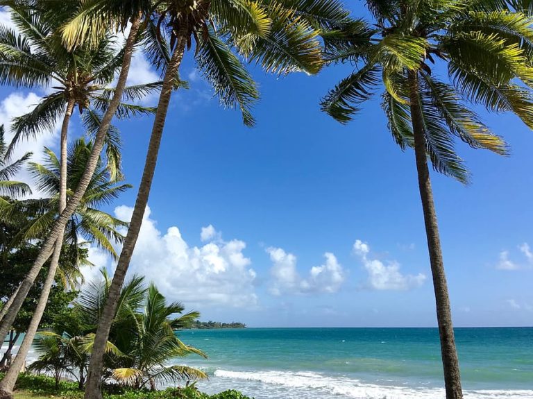 martinique-coconut-trees-caribbean-sun